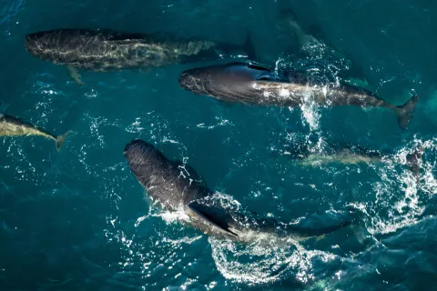 Aerial view of several whales swimming near the ocean surface, leaving white foam and ripples in deep blue water.