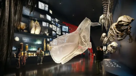 Dimly lit museum gallery with a large suspended whale model and skeletons, while visitors view exhibits and screens.