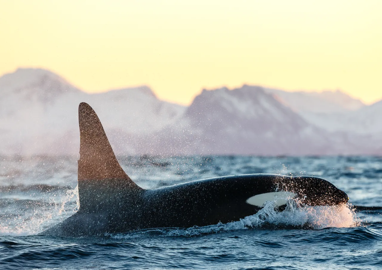 An orca breaks the ocean surface with spray, silhouetted against distant snowy mountains under warm light.