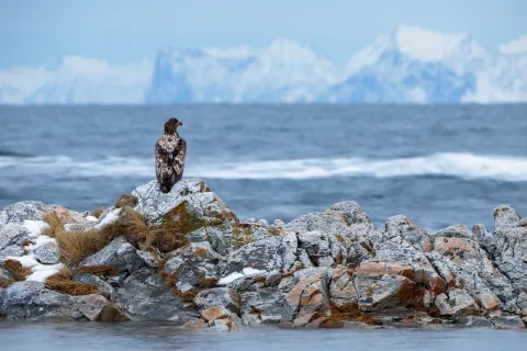 A large brown eagle perched on lichen-covered rocks by a cold sea, with snowy mountains blurred in the background.