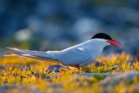 Side view of a gray-and-white seabird with a black cap and bright red bill standing on sunlit grass.