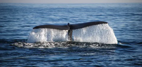 A large whale fluke rises above calm ocean water, splashing and foaming as the animal dives beneath the surface.